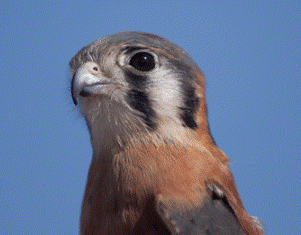 Adopt Luke, our resident American Kestrel Adopt Luke, our resident American Kestrel!