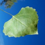 Cottonwood Newsletter - Spring 2013