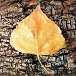 Cottonwood Newsletter - Fall 2013
