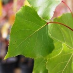 Cottonwood Newsletter - Summer 2013