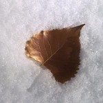 Cottonwood Newsletter - Winter 2013