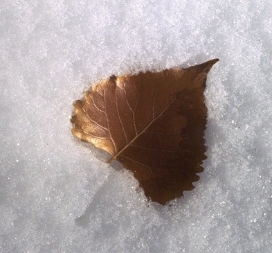 Cottonwood Newsletter