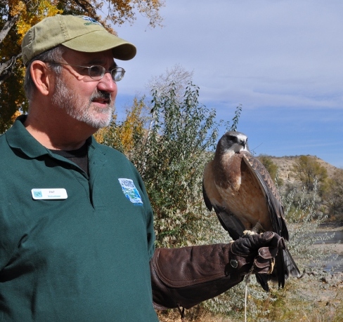 Raptor Ambasidor with Earnest the Swainson's Hawk