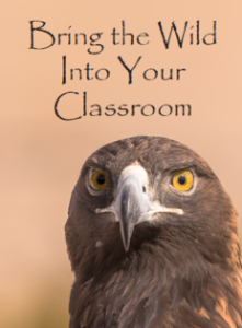 Raptor Outreach Brochure