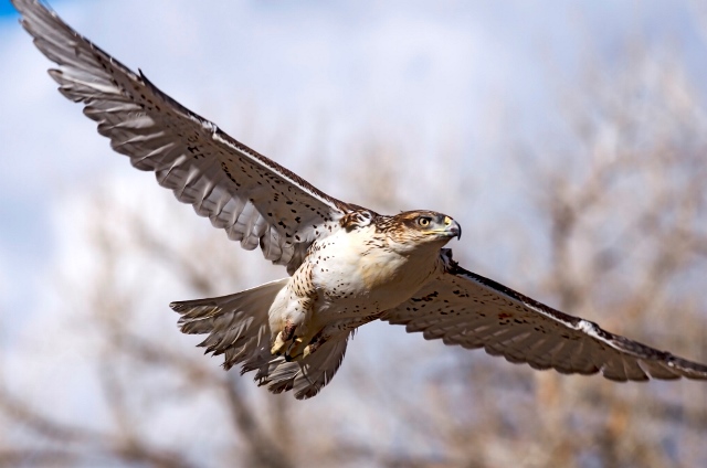 A Ferruginous Hawk flies back into the wild A Ferruginous Hawk flies back into the wild