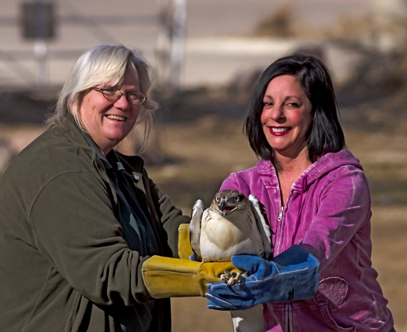 Dr Lesley Di Mare releases a Ferruginous Hawk at the Nature and Raptor Center of Pueblo Dr Lesley Di Mare releases a Ferruginous Hawk at the Nature and Raptor Center of Pueblo