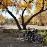 mp_Bikes-NRCP for rent
