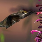 mp_Black-chinned hummingbird-NRCP