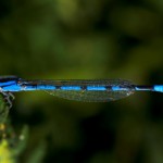mp_Common Bluet Damselfly