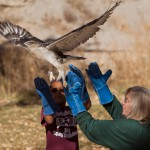 mp_Ferruginous Hawk release at NRCP