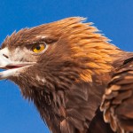 mp_Golden Eagle at NRCP
