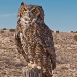 mp_Great Horned Owl