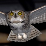 mp_Great Horned Owl in flight at NRCP
