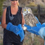 mp_Great Horned Owl release
