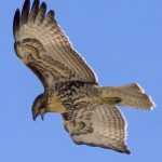 mp_Red-tailed Hawk-immature