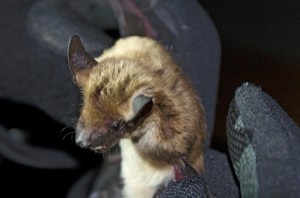 Big Brown Bat