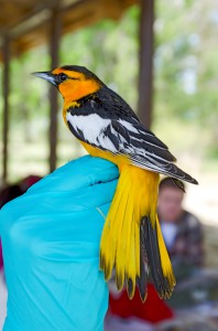Bullock's Oriole