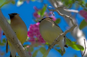 Cedar Waxwing