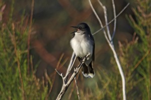 Eastern Kingbird