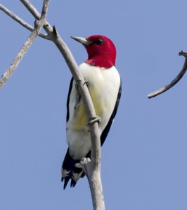 Red-headed Woodpecker