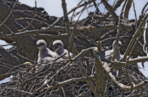 Red-tailed Hawk Nest
