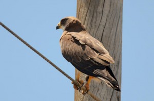 Swainson's Hawk