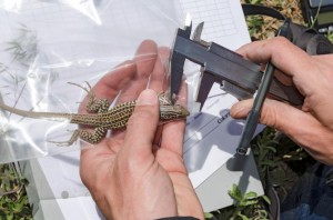 Measuring a Lizard
